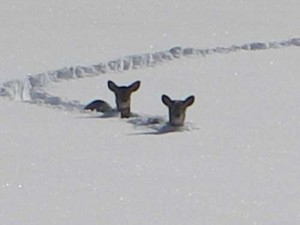 deer in snow