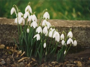 snowdrops