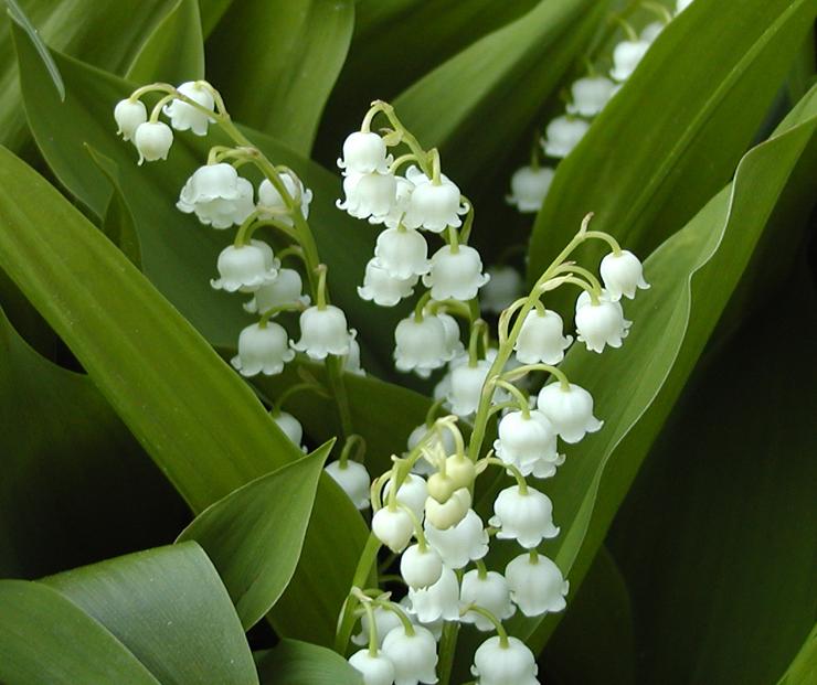 Lily-of-the-Valley-Flower-2