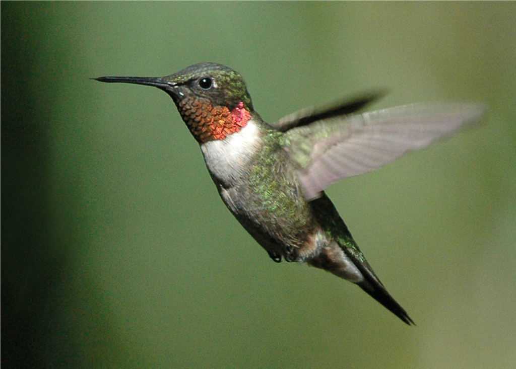 Ruby-Throat-Hummingbird