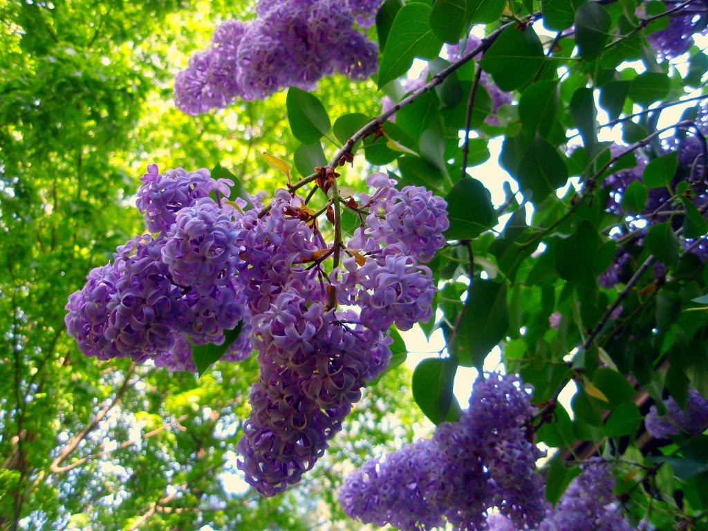 lilac-bush