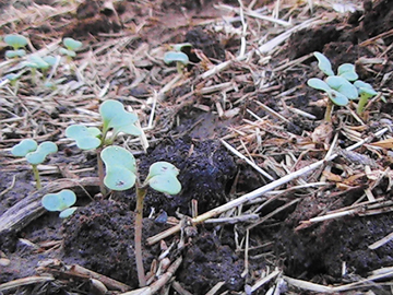 sep_kale_sprouts